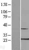 ls004635 myosin myl4 human over expression lysates nm 002476 wb testing 2
