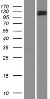 Myosin 1C (MYO1C) Human Over-expression Lysates NM_001080779