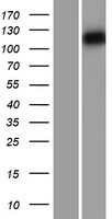 Myosin 1C (MYO1C) Human Over-expression Lysates NM_033375