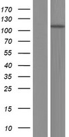 MYO1D Human Over-expression Lysates NM_015194