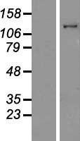 ls004643 myo1e human over expression lysates nm 004998 wb testing 1