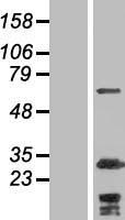 ls004660 myosin phosphatase 2 ppp1r12b human over expression lysates nm 032104 wb testing 1