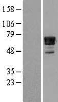 ls004665 nab2 human over expression lysates nm 005967 wb testing 1
