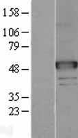 ls004668 naga human over expression lysates nm 000262 wb testing 1