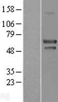 NAP1L1 Human Over-expression Lysates NM_004537