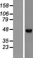 NAP1L4 Human Over-expression Lysates NM_005969