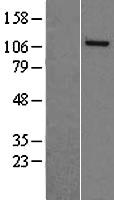 ls004678 nasp human over expression lysates nm 002482 wb testing 1