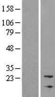 NBL1 Human Over-expression Lysates NM_005380