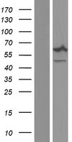ls004688 ncf2 human over expression lysates nm 001190794 wb testing 3