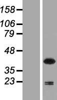 ls004689 ncf4 human over expression lysates nm 000631 wb testing 1