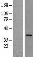 ls004689 ncf4 human over expression lysates nm 013416 wb testing 2