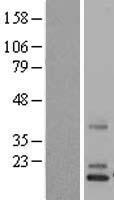 ls004693 ndp human over expression lysates nm 000266 wb testing 1