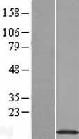 NDUFA2 Human Over-expression Lysates NM_002488