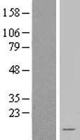 NDUFA3 Human Over-expression Lysates NM_004542