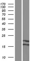ls004700 ndufa6 human over expression lysates nm 002490 wb testing 1