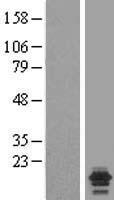 NDUFA7 Human Over-expression Lysates NM_005001