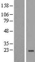 NDUFA8 Human Over-expression Lysates NM_014222