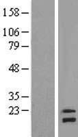 NDUFB8 Human Over-expression Lysates NM_005004