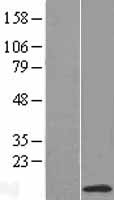 NDUFC1 Human Over-expression Lysates NM_002494