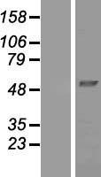 NDUFV1 Human Over-expression Lysates NM_007103