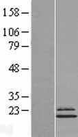 ls004724 ndufs4 human over expression lysates nm 002495 wb testing 1