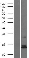 ls004726 ndufs6 human over expression lysates nm 004553 wb testing 1