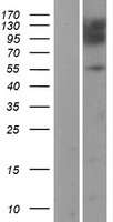 HEF1 (NEDD9) Human Over-expression Lysates NM_006403