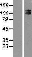 Neurofilament (NEFM) Human Over-expression Lysates NM_005382