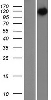 NFH (NEFH) Human Over-expression Lysates NM_021076