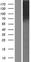 ls004745 nell1 human over expression lysates nm 201551 wb testing 1