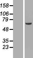 NEK3 Human Over-expression Lysates NM_002498