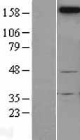 ls004756 neogenin neo1 human over expression lysates nm 002499 wb testing 1