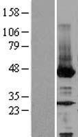 NEU2 Human Over-expression Lysates NM_005383
