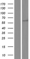 ls004763 neurofibromin nf1 human over expression lysates nm 001128147 wb testing 1
