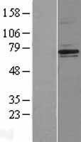 NF2 Human Over-expression Lysates NM_000268