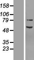 NF2 Human Over-expression Lysates NM_181831