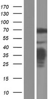 ls004771 nf2 human over expression lysates nm 181832 wb testing 5
