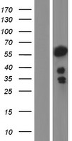 ls004774 nuclear factor 1 nfia human over expression lysates nm 001145511 wb testing 3
