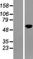 ls004774 nuclear factor 1 nfia human over expression lysates nm 005595 wb testing 2