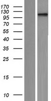ls004776 nfatc4 human over expression lysates nm 001136022 wb testing 1