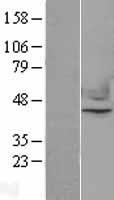 ls004778 nuclear factor erythroid derived 2 nfe2 human over expression lysates nm 006163 wb testing 1