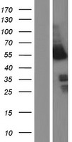ls004781 nfib human over expression lysates nm 001190737 wb testing 1