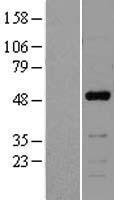 ls004781 nfib human over expression lysates nm 005596 wb testing 3