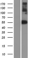 ls004784 nfix human over expression lysates nm 002501 wb testing 1