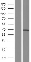 NFKBIL1 Human Over-expression Lysates NM_001144963