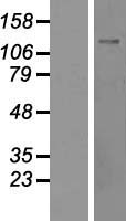 ls004796 nfkbil2 tonsl human over expression lysates nm 013432 wb testing 1