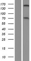 NFRKB Human Over-expression Lysates NM_006165