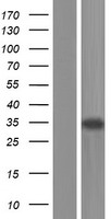 ls004802 nfyc human over expression lysates nm 001142590 wb testing 5