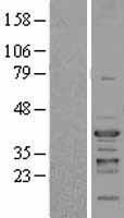 ls004802 nfyc human over expression lysates nm 014223 wb testing 2