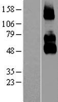 ls004804 p75 ngf receptor ngfr human over expression lysates nm 002507 wb testing 1